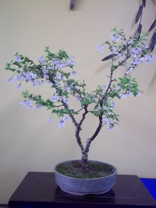 bonsai-studio1