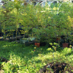 nursery-maples-stock